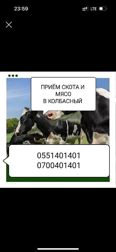 продажа фермы: Туша, Самовывоз — 2