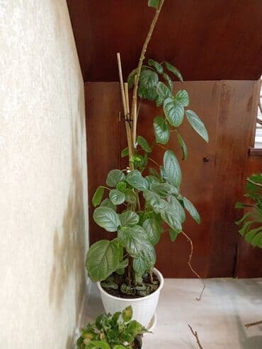 мицелий грибов: Комнатное растение: монстера делициоза в горшке - Крупные рассечённые — 5