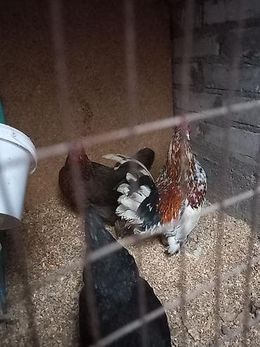 для кур: Продаю | Куры | Для разведения — 6