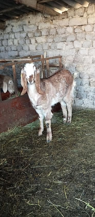 Аквариумдар: Сатам | Эчки (ургаачы), Улак | Битал | Көбөйтүү үчүн — 1