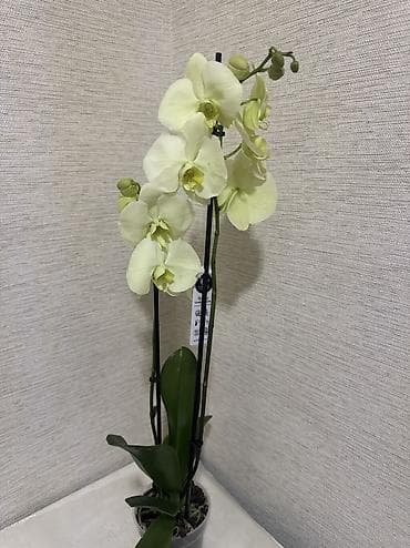 Орхидеи сортовые в наличии.Биг липы,каменная роза,ароматная орхидея at lalafo.kg Орхидеи сортовые в наличии.Биг липы,каменная роза,ароматная орхидея