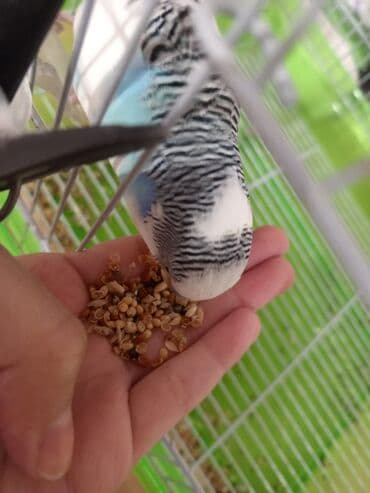 болезни попугаев волнистых: Волнистые попугаи с клеткой. Состав набора: - Пара волнистых — 5