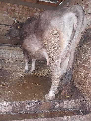 сементал уйлар: Продаю | Корова (самка) | Полукровка | Для молока | Стельные — 2