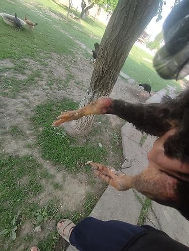 Айыл-чарба жаныбарлары: Сатам | Короздор | Тебиштирүүчү | Көбөйтүү үчүн — 4