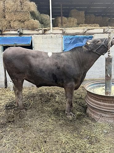 дакан цыпленок: Продаю | Бык (самец) | Племенные — 2