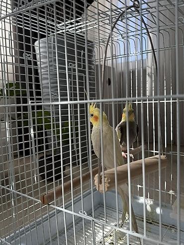 Аквариумы: Отдам двух попугаев совершенно бесплатно — 4