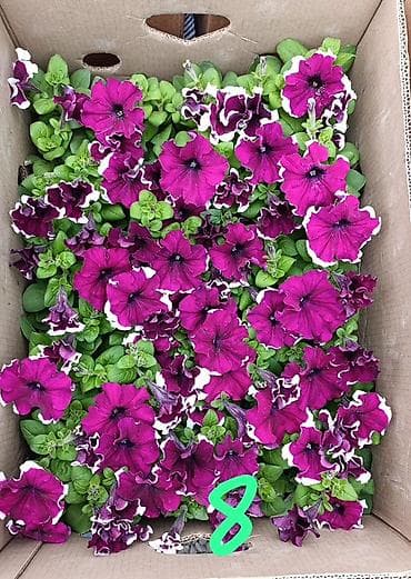 цвет: Рассадa однолетних цветов для клумб, кашпо и балконных ящиков. В — 7