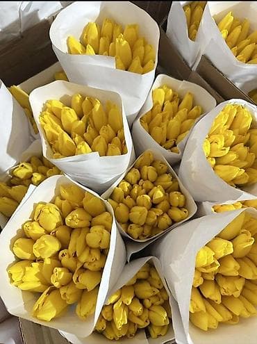 где купить тюльпаны оптом: Скоро 8 Марта ОГРАНИЧЕННОЕ КОЛИЧЕСТВО ВСЕ СКУПАЮТ Тюльпаны оптом - — 2