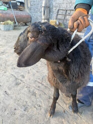 все породы терьеров: Продаю | Ягненок | Для разведения — 3