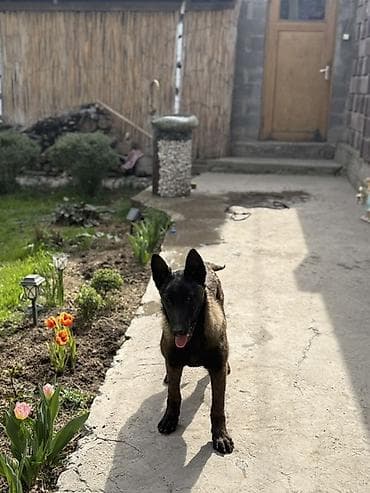 ит арзан: Бельгийская овчарка, 5 месяцев, Самец — 6