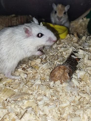летучая мышь: Отдаю в добрые руки💞Песчанки (монгольские мыши) светлых окрасов. - — 2