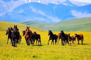 купить дом в бишкеке: Конная прогулка на иссык-куле 🐎 0️⃣5️⃣0️⃣2️⃣3️⃣2️⃣9️⃣4️⃣7️⃣1️⃣☎️ + — 9