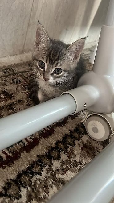 Котята домашние, из одного помёта. - Возраст: примерно 2–3 месяца - — 3