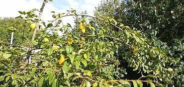 Недвижимость: 🌿 Просторный дом с большим участком 7,5 соток в Чуй-Токмоке (ул — 7