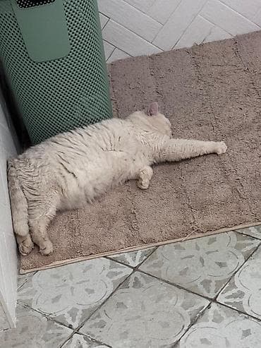 Кошки: Кошка даром: Британская короткошёрстная, 2 года, Мальчик — 5