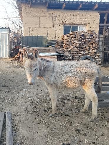 С/х животные и товары: 6 айлык кодик сатылат кулук характерлери жакшы тиштебейт — 1