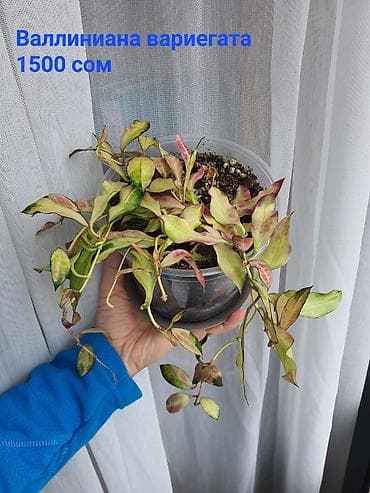 Взрослые сортовые хойи в продаже: Цена указана за растение. Опора в