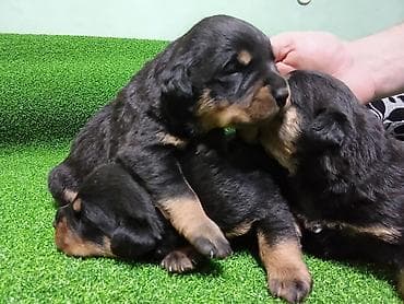 стрижка животных на дому: Щенки ротвейлера открыта бронь родословная имеется — 1