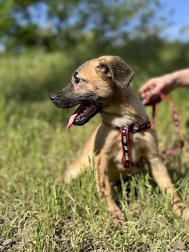 отдам даром шпица в хорошую семью: Ищем дом для маленькой Бусинки 🐾🏡 Группа «Зоозащита Бишкек» ищет — 5