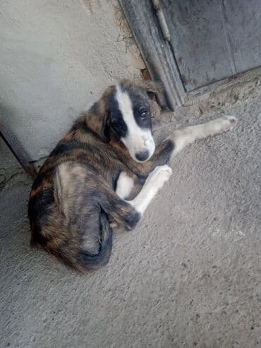 собака бишон: Щенки метисы среднего размера. Описание: - Возраст визуально — — 1