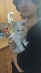 отдам котят в добрые руки: 2 месяца, Девочка, Приучена к лотку, Проглистована — 5