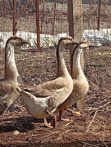Мясо птицы: Гуси (порода китайская/лебединая, коричнево‑бурый окрас) - Крупные — 1