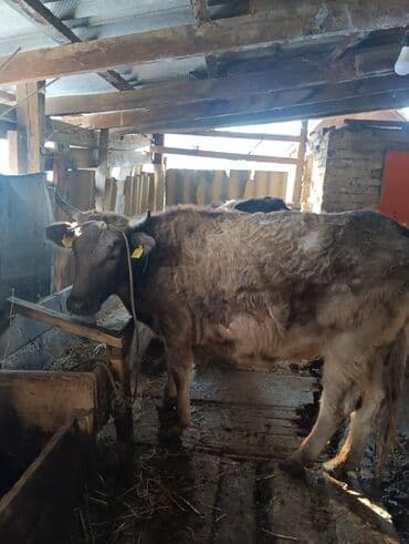 коров: Продаю | Корова (самка) | На забой — 2