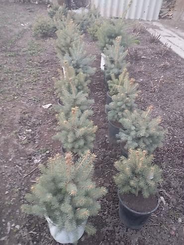 пихта саженцы: Ели голубые (Picea pungens glauca) в контейнерах - Компактные саженцы — 3