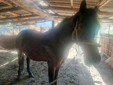 ши тцу купить: Продаю | Конь (самец) — 3