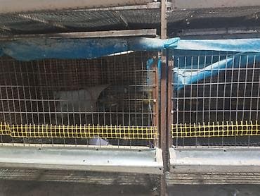 клетка для перепел: Трëхярусная клетка для содержания перепёлок/цыплят - Конструкция — 10