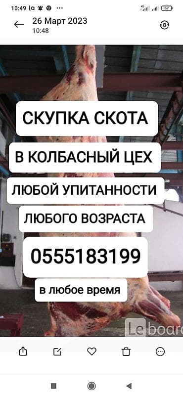 Частное лицо, Колбасный цех : Коровы, быки, Лошади, кони, Другие с/х животные, | Круглосуточно, Любое состояние, Забитый at lalafo.kg Частное лицо, Колбасный цех : Коровы, быки, Лошади, кони, Другие с/х животные, | Круглосуточно, Любое состояние, Забитый