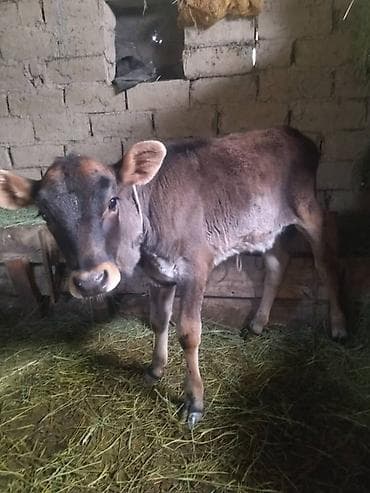 охотничая собака: Продаю | Тёлка | Полукровка | На откорм | Привязанные — 3