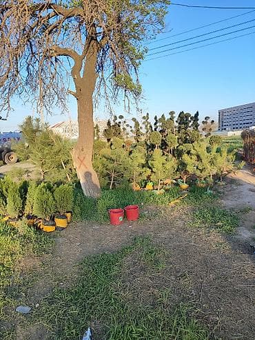 яблоки куплю: Ассалому алейкум! жамаат срочно распродажа🔥🔥🔥 сезонго 20 Кун — 8