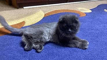 рысь кошка: Кошка, порода «шотландская вислоухая», стерилизована, со всеми — 4