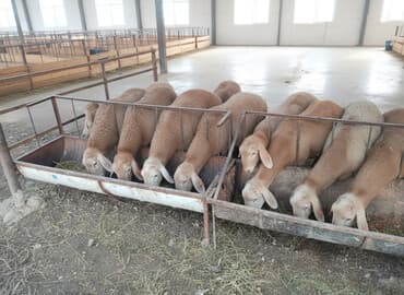 домик для кроликов: Продаю | Баран (самец) | Арашан | Для разведения | Племенные — 4