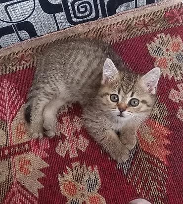 игривый: Котёнок скотиш страйд породы (шотландская вислоухая ) девочка,окраса — 2