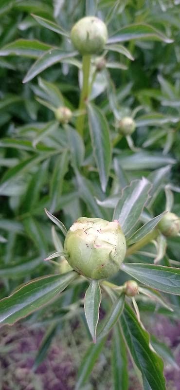 цвет лимонный: Пионы набрали бутоны розово-фиолетовыми,белый розовый цвет Веточки — 1