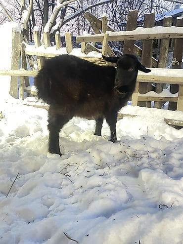 маленький лошадь: Продаю | Коза (самка) | Для разведения | Племенные — 2