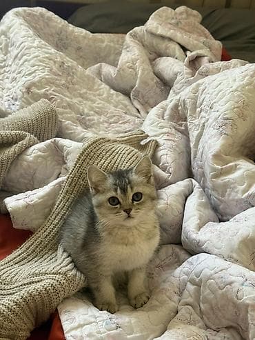 Продажа кошек: Скотиш Страйт (Шотландская прямоухая), 2 месяца, Девочка, Серебристая шиншилла, Приучена к лотку, Проглистована, С документами — 1