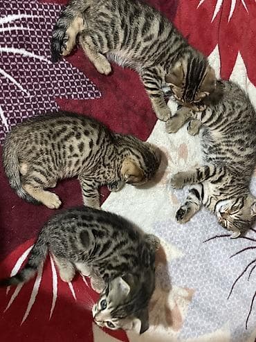 сельскохозяйственные животные продажа: Вислоухие бенгалы. папа бенгал. мама шотландская вислоухая. родились — 8