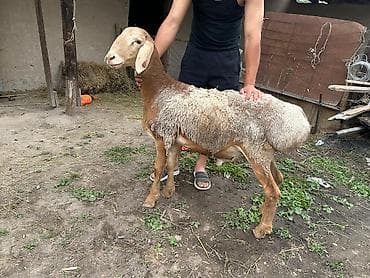 романский баран: Продаю | Баран (самец) | Для разведения | Племенные — 4