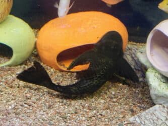 отдам котенка в добрые руки: Прадаю красивого парчовый африканских сома для акварума 2 шт 18см — 3