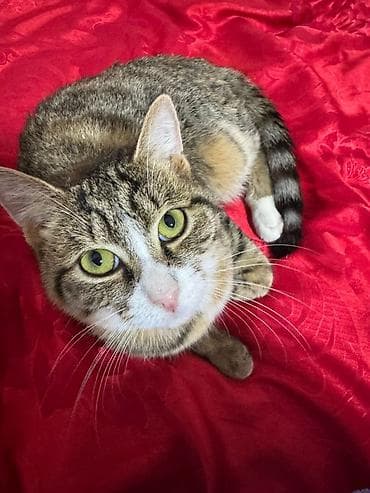 черные коты: 4 месяца, Мальчик, Приучена к лотку, Проглистована, С прививками — 7