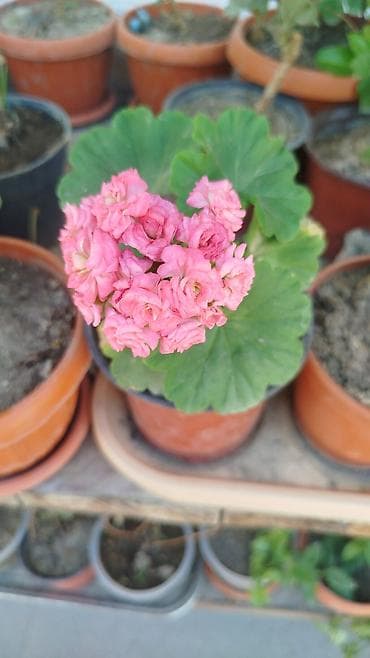 Бегониялар: Бегония макулата (Begonia maculata) в горшках - — 5
