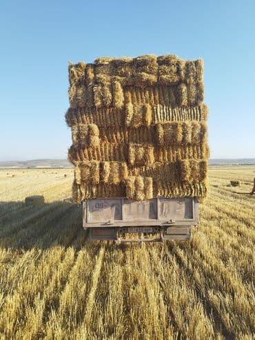 мал айдаган иттер: Солома в тюках - Прессованная Ячменная солома в Длину 1.20 ДОСТАВКА — 5