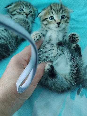 бенгальская кошка окрасы: Шотландские вислоухие котята (Scottish Fold) - Окрас: классический — 4