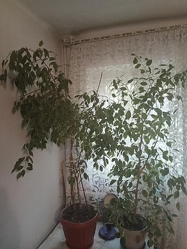 Фикустар: Продаю фикус Бенджамина 2 шт. размер от горшка -150 см. -за каждый — 1