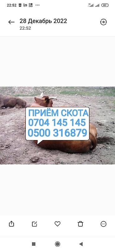 Частное лицо, Колбасный цех : Коровы, быки, Лошади, кони, | Круглосуточно, Любое состояние, Забитый