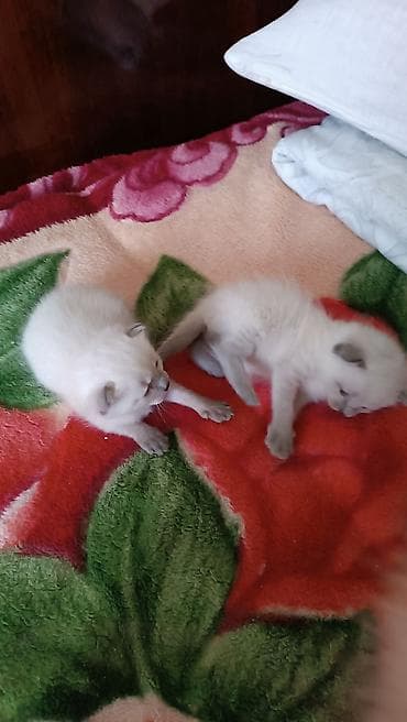scottish fold: Породистые сиамские котята с окраском колор-пойнт. - Малыши с ярко — 5