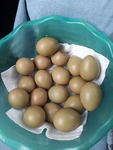 Продаю яйца фазана под Квочку